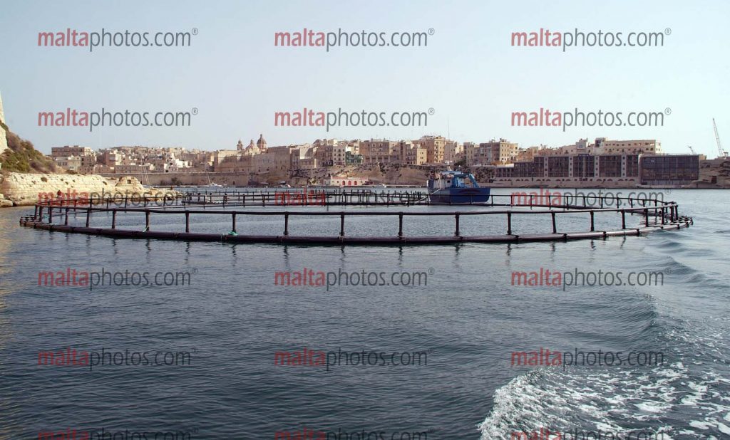 Fishing Fish Farming Malta Photos