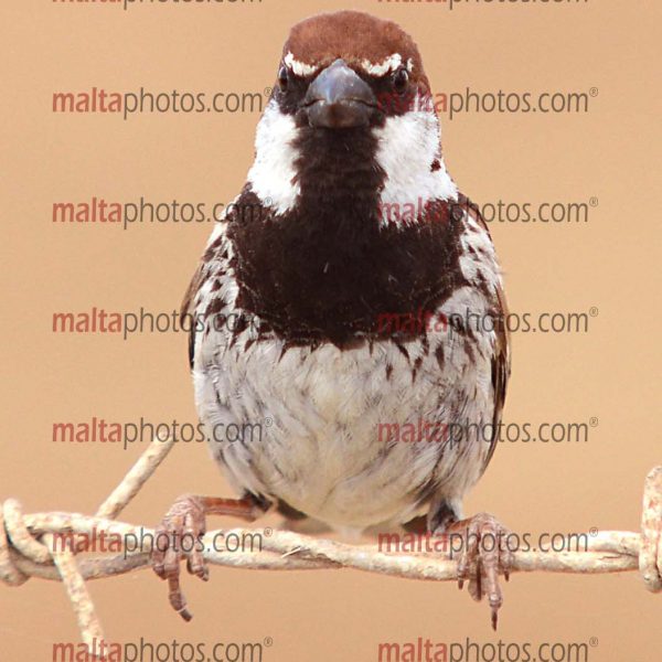 Animals Pets Birds Barbagan Malta Photos