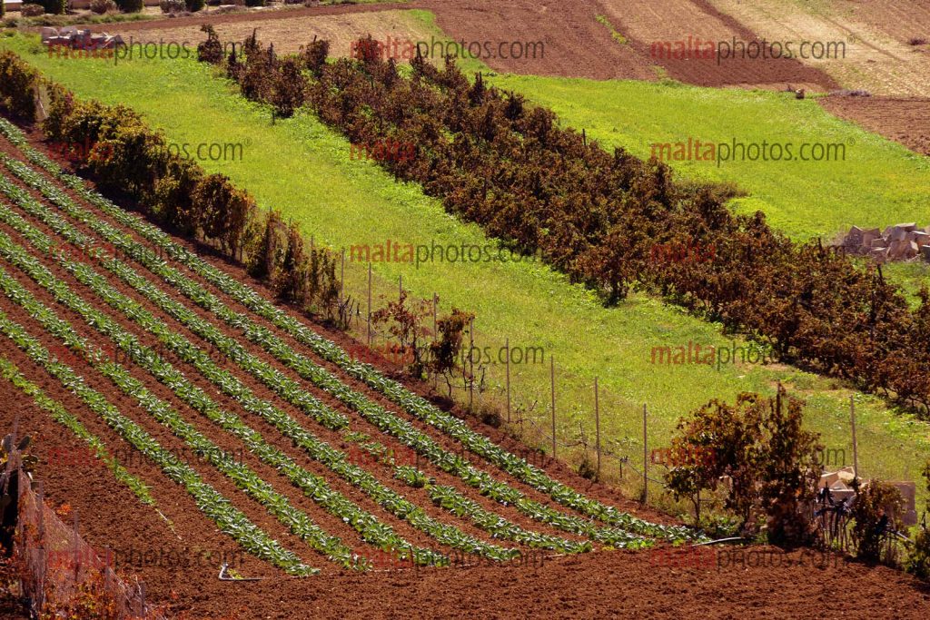 Gozo Countryside Environment Fields Crops Farming Malta Photos